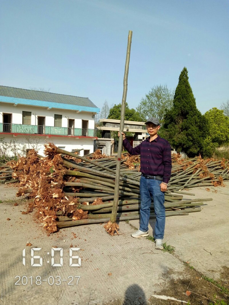 6公分的栾树（黄山栾）南栾全年供应，支持线上保障交易
