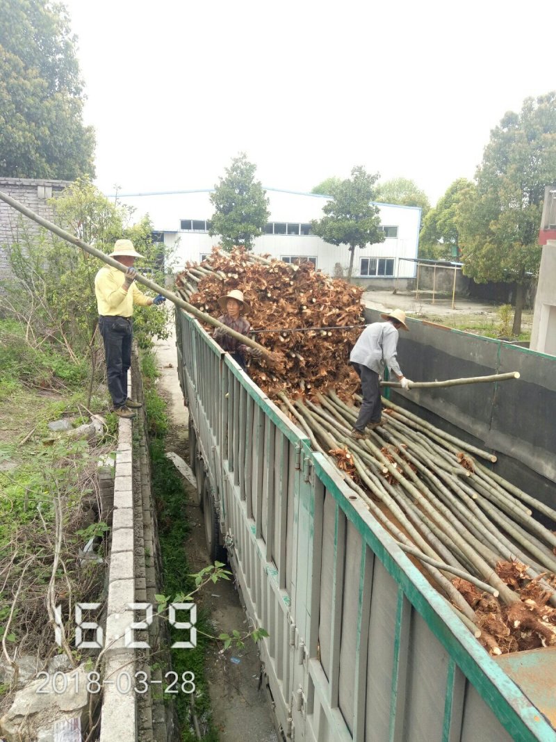 6公分的栾树（黄山栾）南栾全年供应，支持线上保障交易