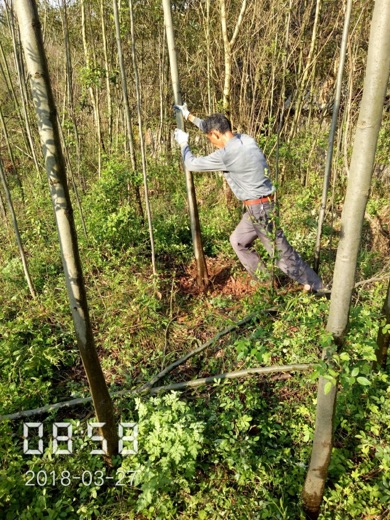 6公分的栾树（黄山栾）南栾全年供应，支持线上保障交易