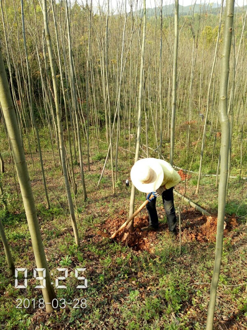 6公分的栾树（黄山栾）南栾全年供应，支持线上保障交易