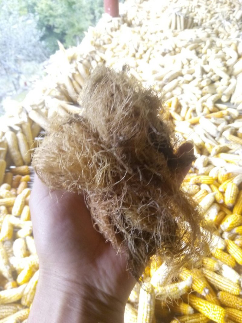 秦岭农家自种成熟无硫玉米须干货中药材