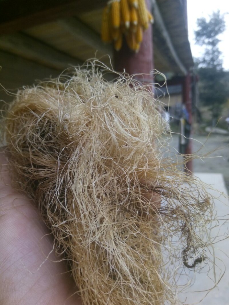 秦岭农家自种成熟无硫玉米须干货中药材