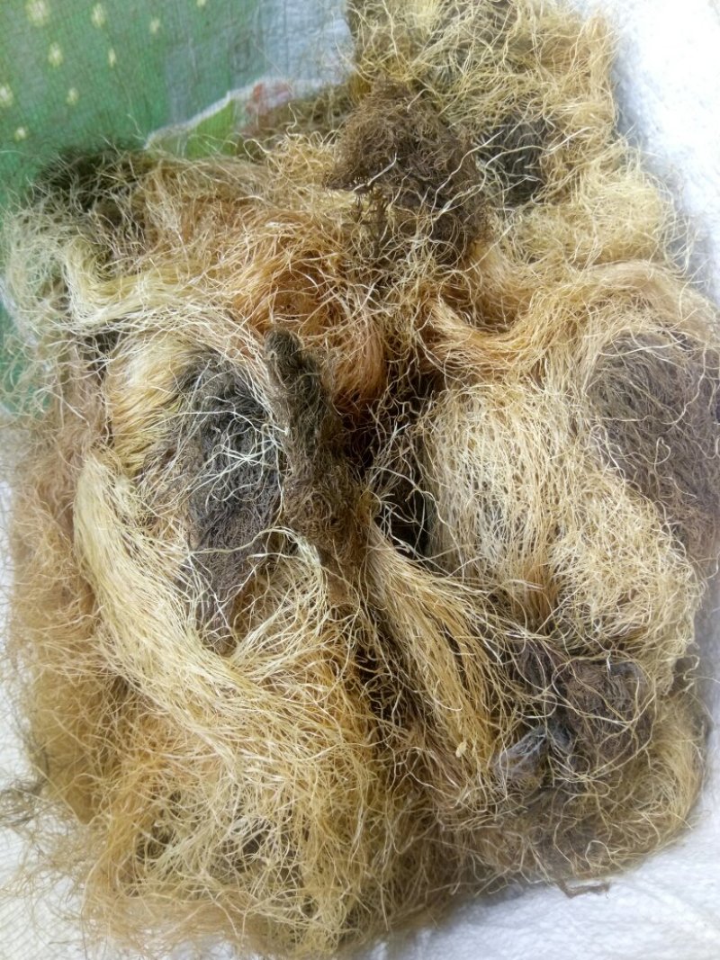 秦岭农家自种成熟无硫玉米须干货中药材