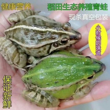 商品青蛙，青蛙苗，放养杂交野兔，野兔苗