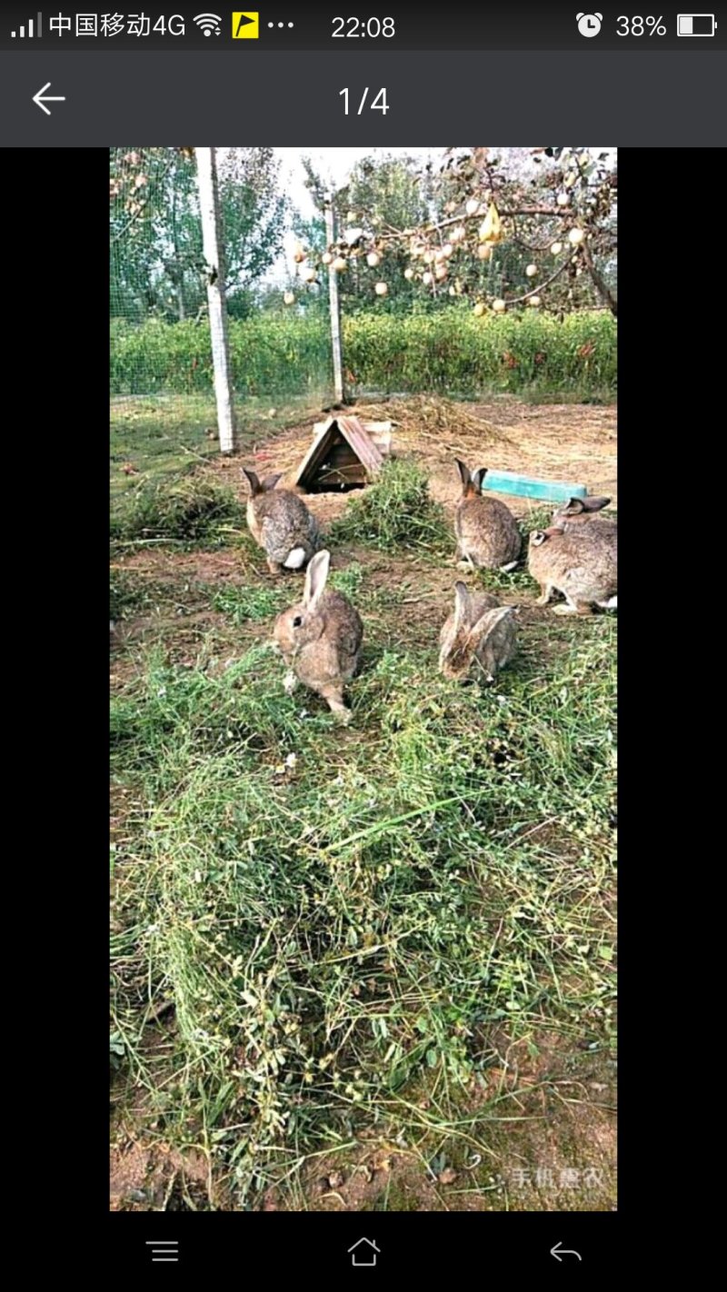 商品青蛙，青蛙苗，放养杂交野兔，野兔苗