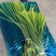 山东冷库白帽蒜苔红帽蒜苔大量供应，货源充足产地一手货源