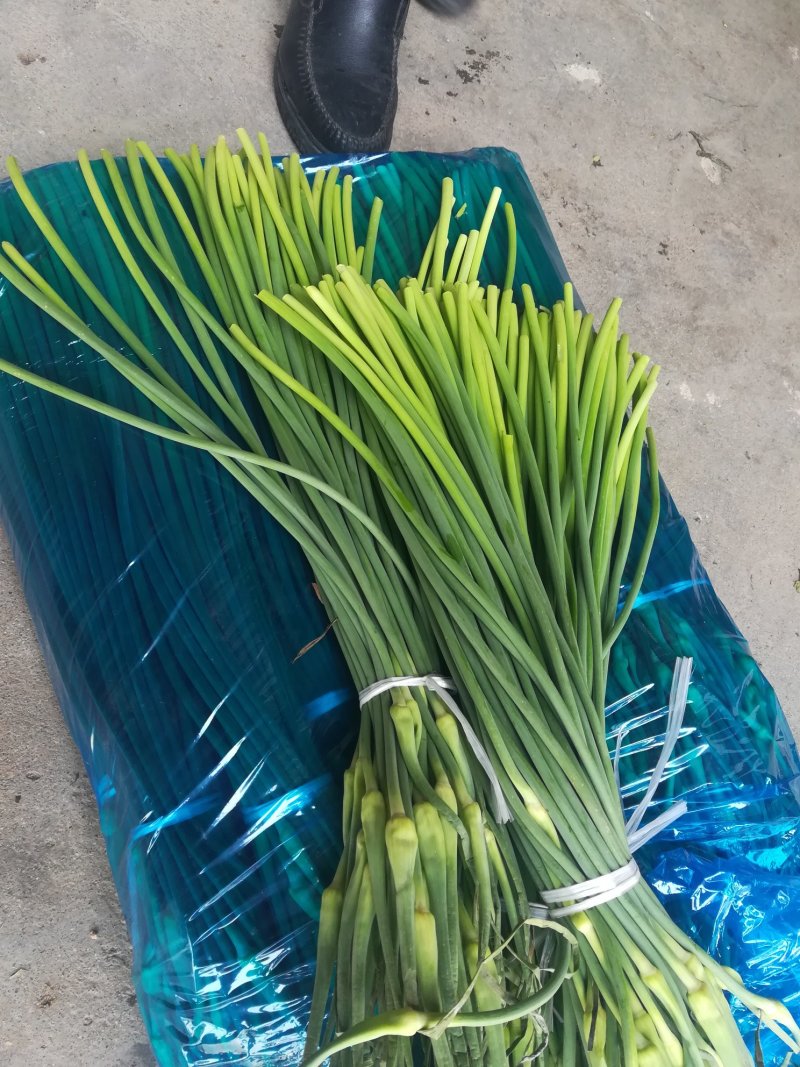 山东冷库白帽蒜苔红帽蒜苔大量供应，货源充足产地一手货源