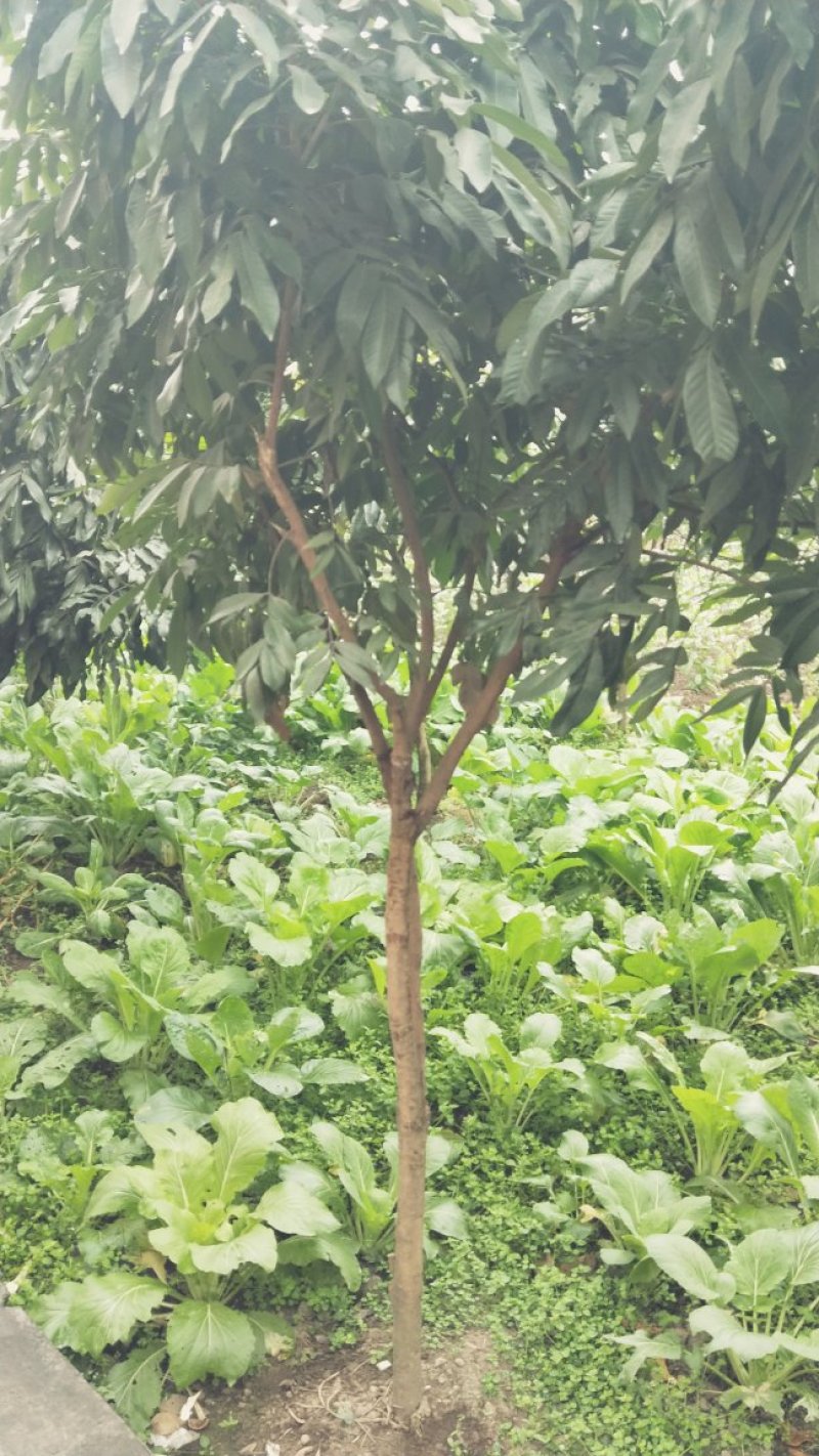 枇杷树