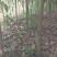 枇杷树