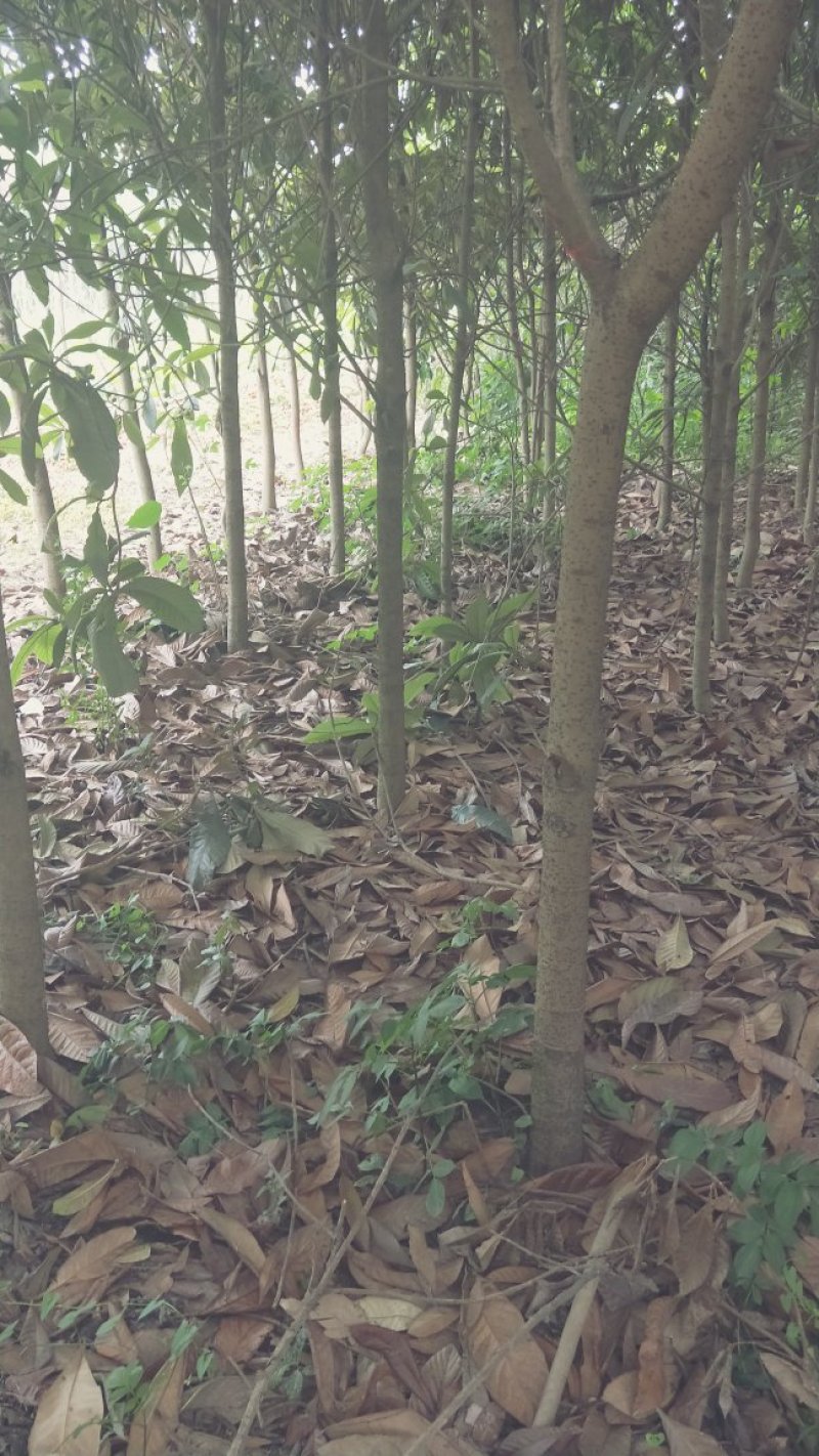 枇杷树