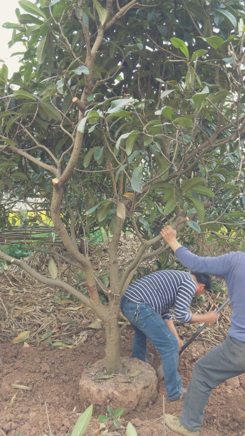枇杷树