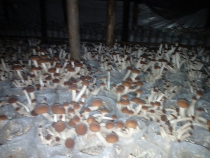 茶树菇菌棒提供技术支持