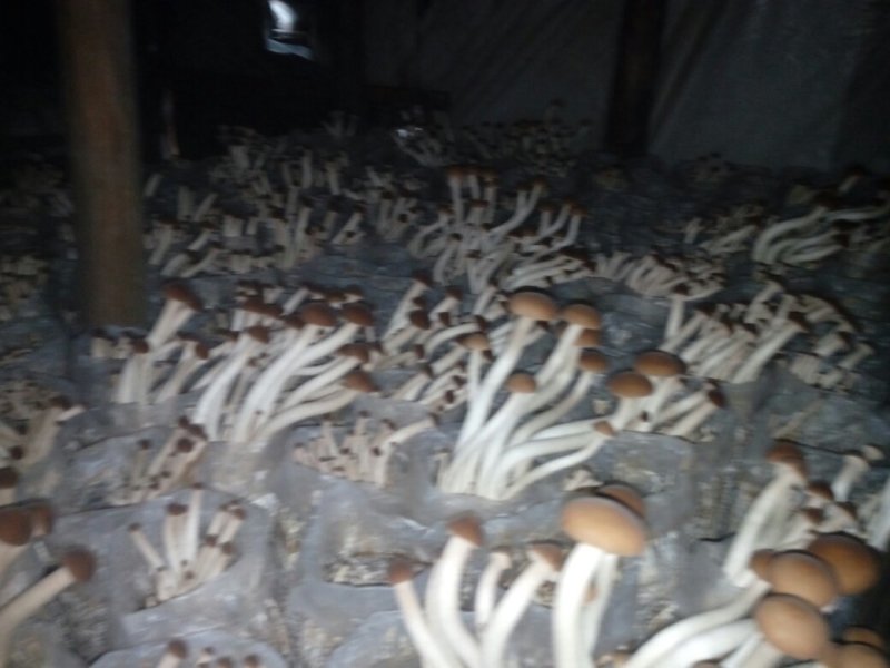 茶树菇菌棒提供技术支持