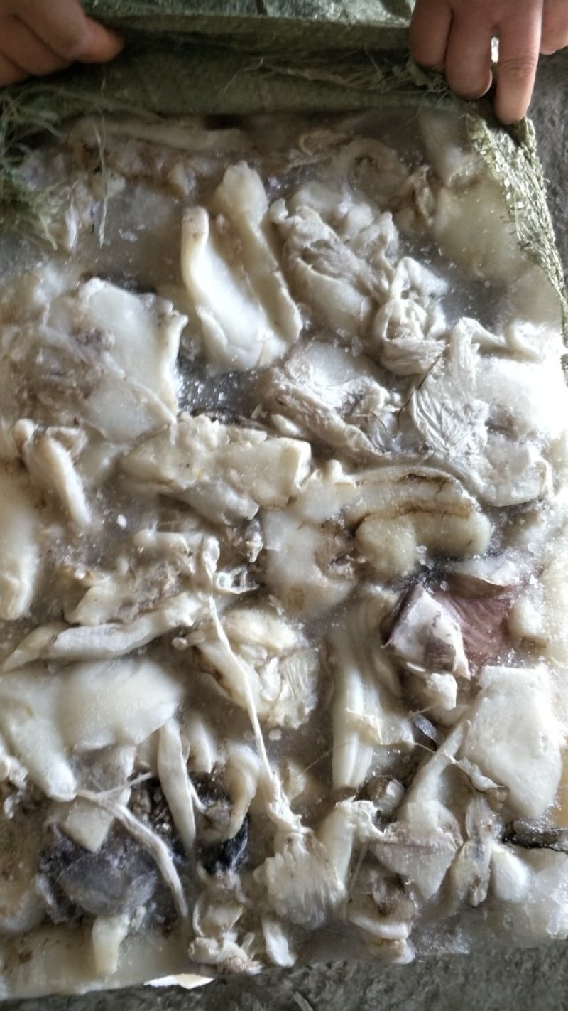 秘鲁鱿鱼碎肉6吨