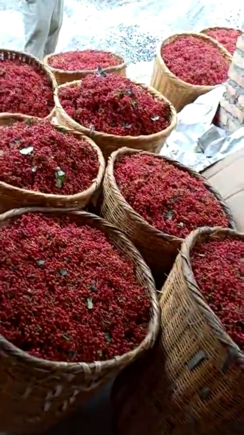 大红袍花椒树苗出售