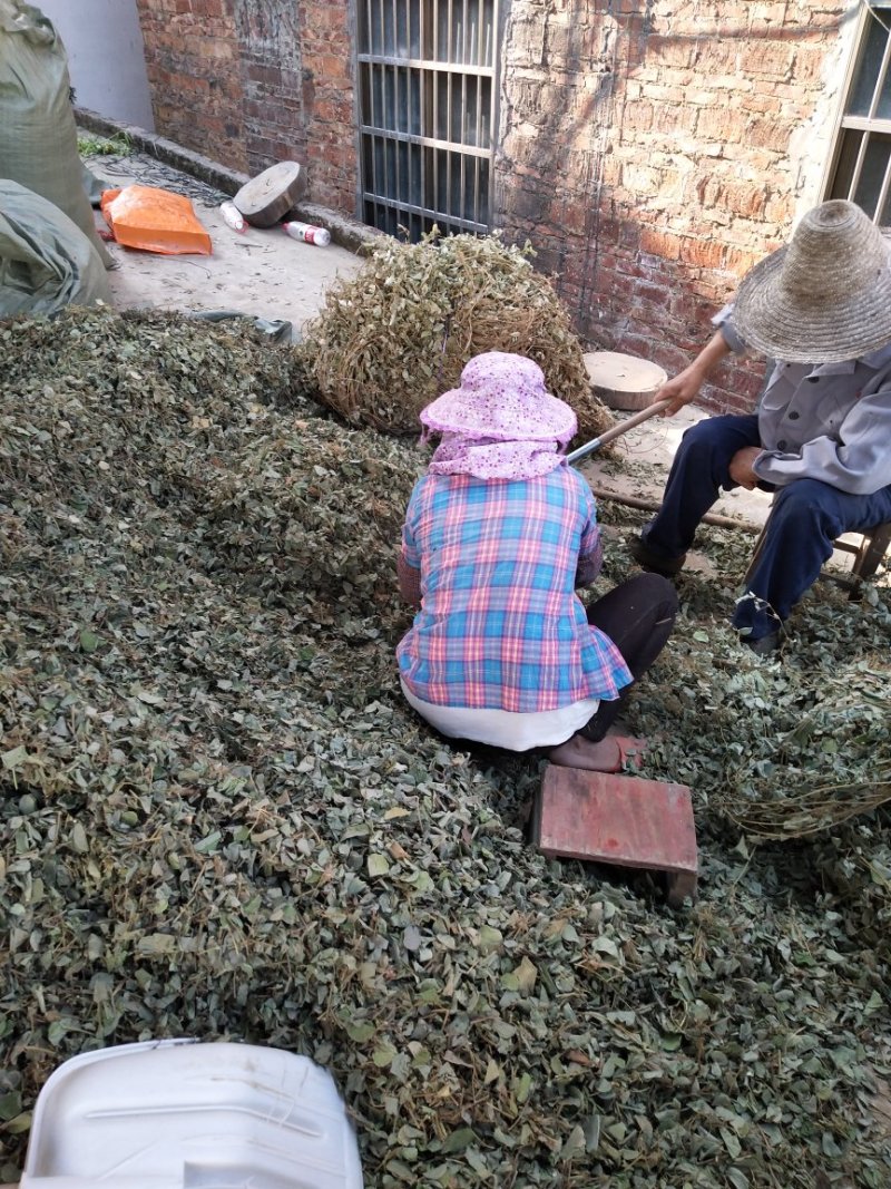 金钱草