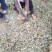 金钱草
