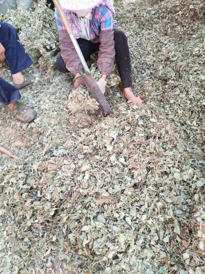 金钱草
