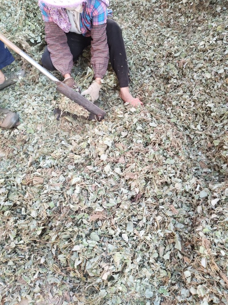 金钱草