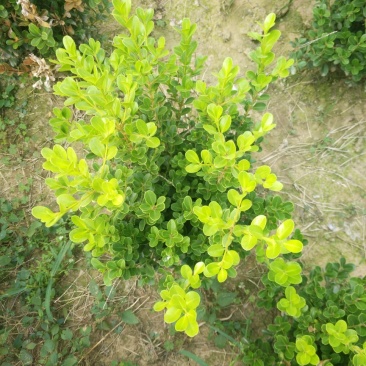 小叶黄杨球