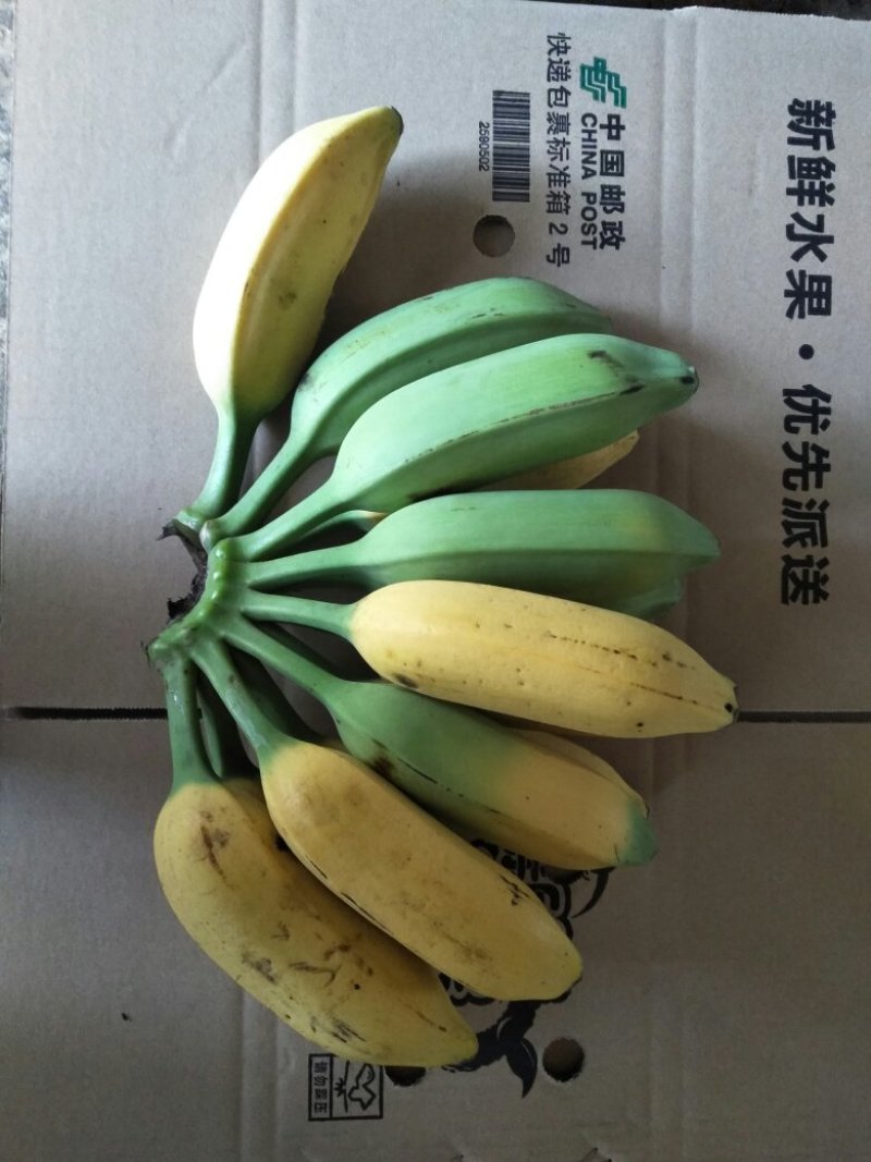 广西南宁香蕉牛角蕉35元8斤净果一件代发包邮