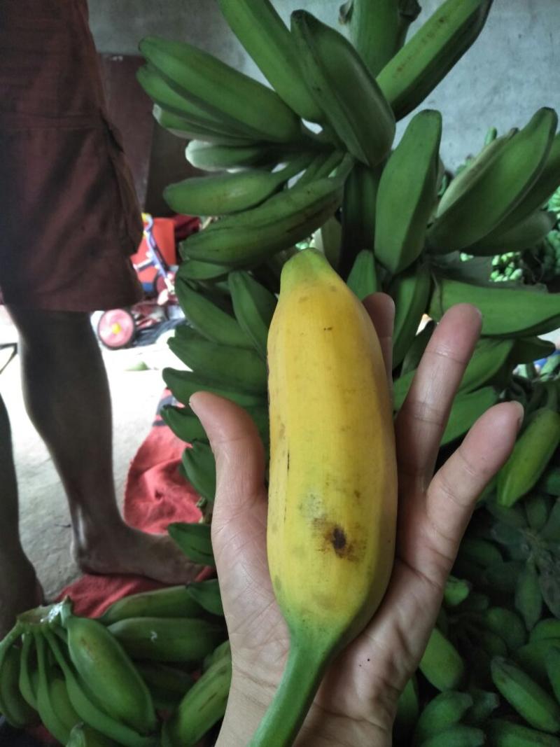 广西南宁香蕉牛角蕉22元8斤净果一件代发包邮