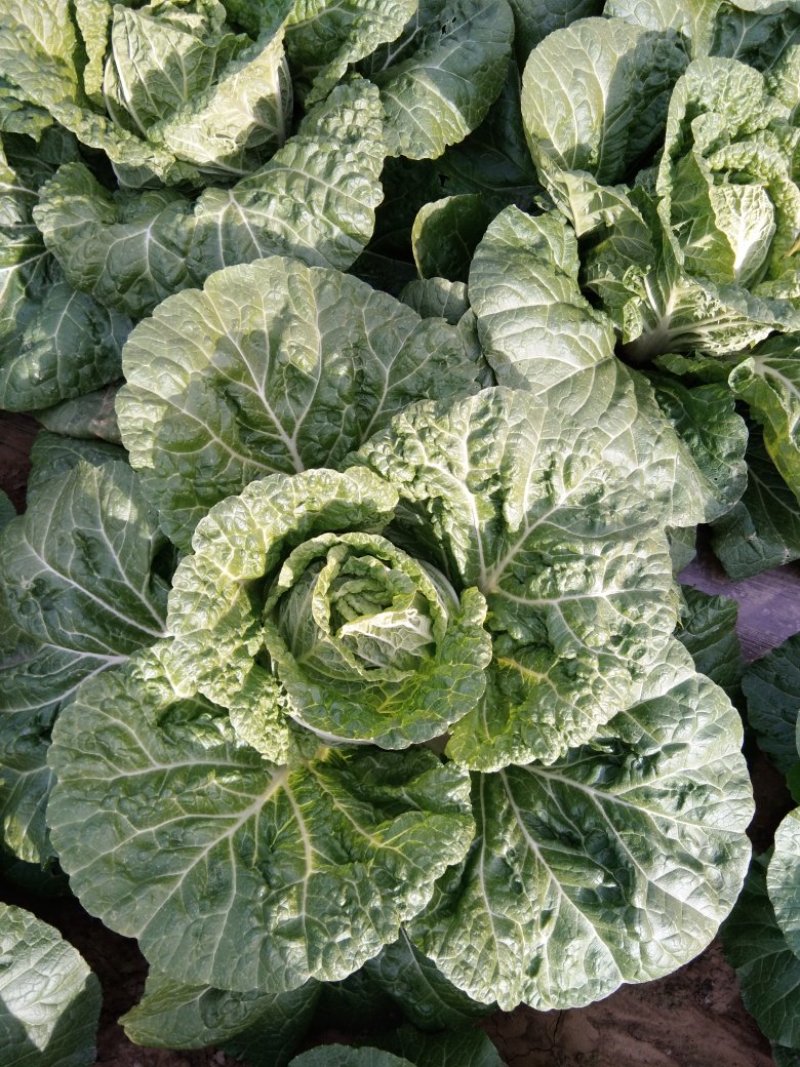 铁头圆白菜，北京新三号，黄心菜，芥菜疙瘩