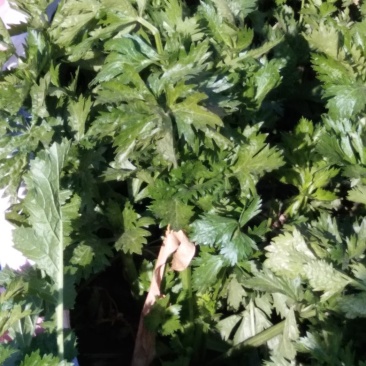 铁头圆白菜，北京新三号，黄心菜，芥菜疙瘩