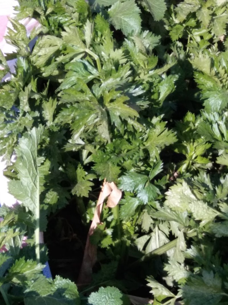 铁头圆白菜，北京新三号，黄心菜，芥菜疙瘩