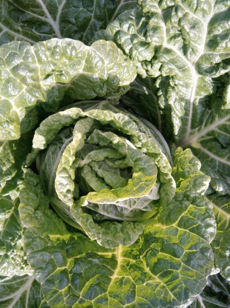 铁头圆白菜，北京新三号，黄心菜，芥菜疙瘩