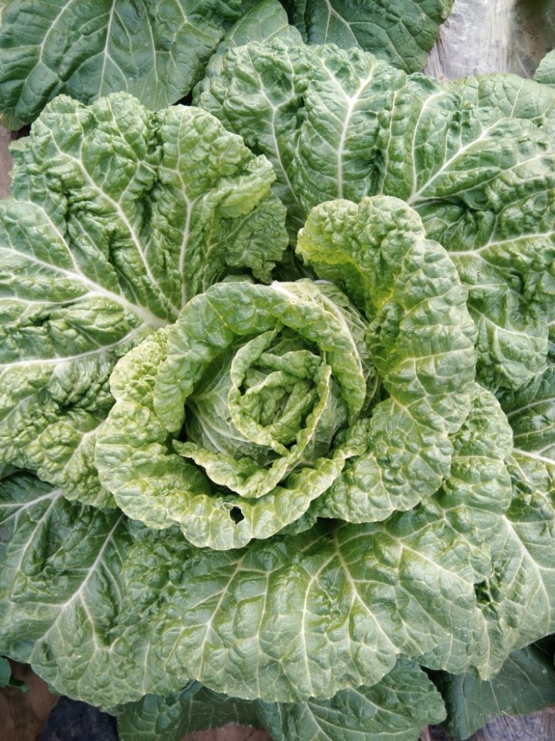 铁头圆白菜，北京新三号，黄心菜，芥菜疙瘩