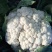 铁头圆白菜，北京新三号，黄心菜，芥菜疙瘩