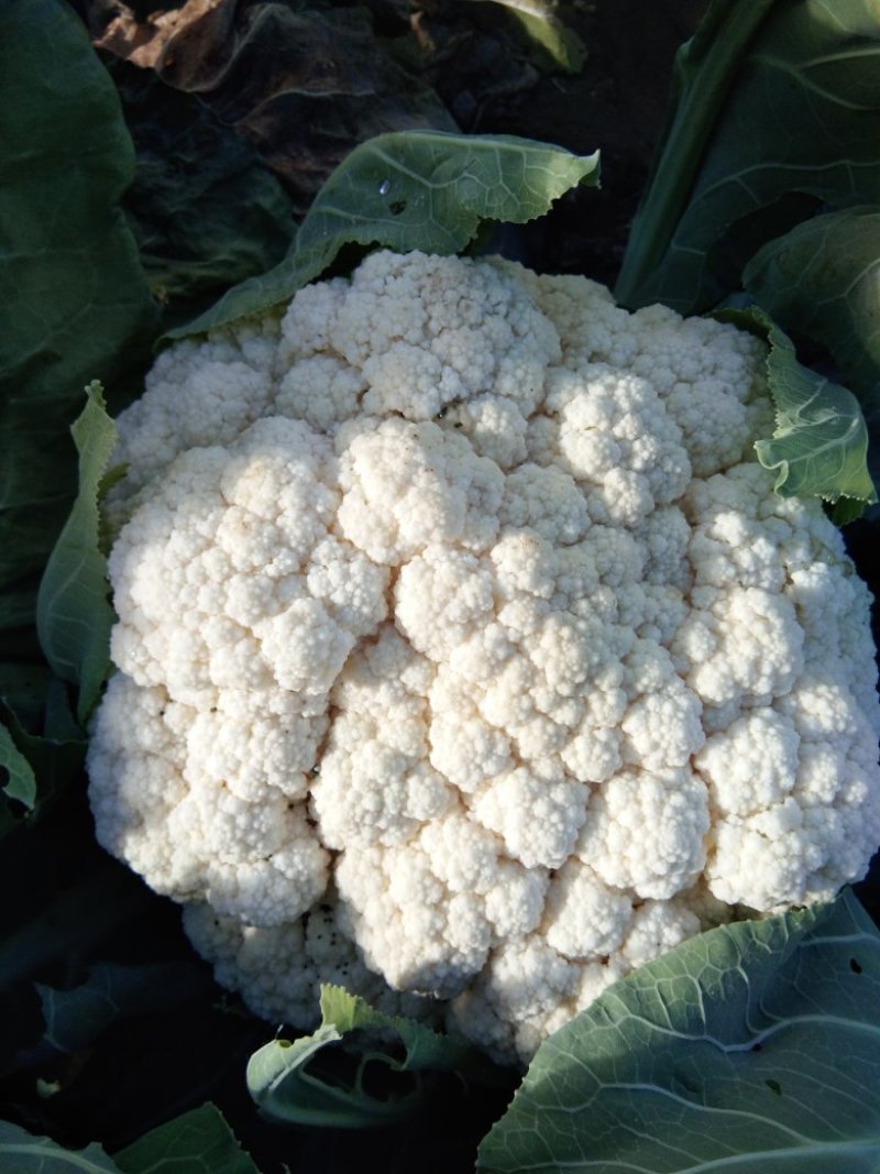 铁头圆白菜，北京新三号，黄心菜，芥菜疙瘩