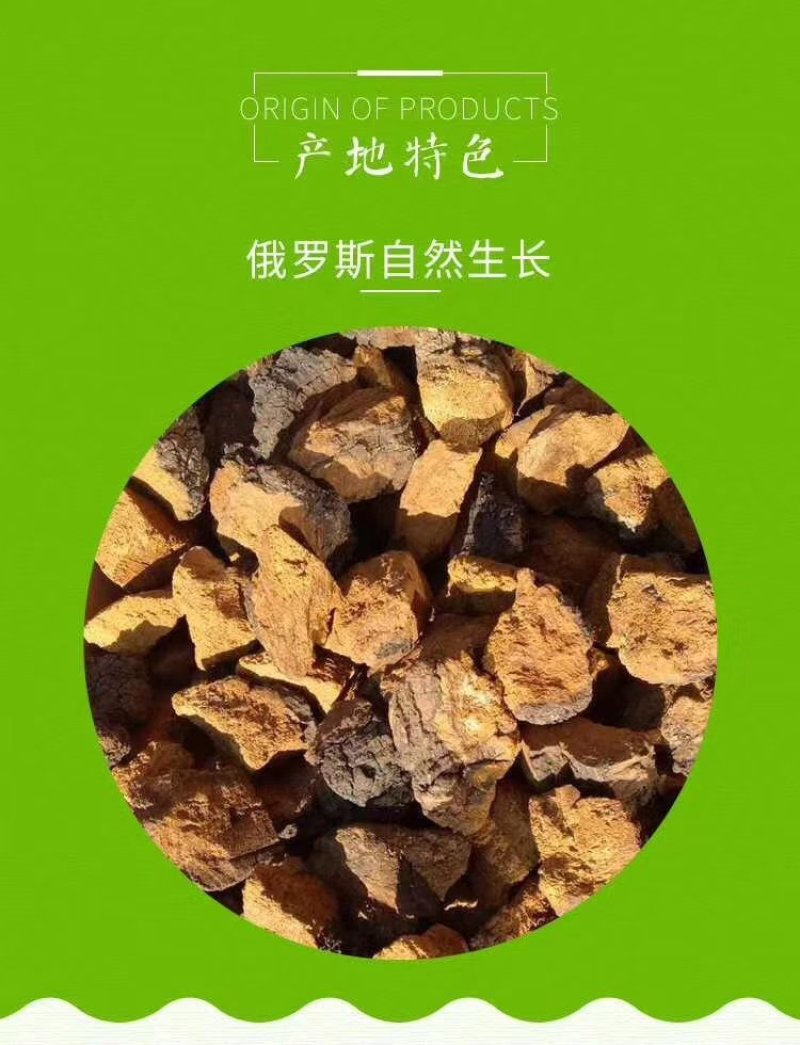 糖尿病克星～桦树茸