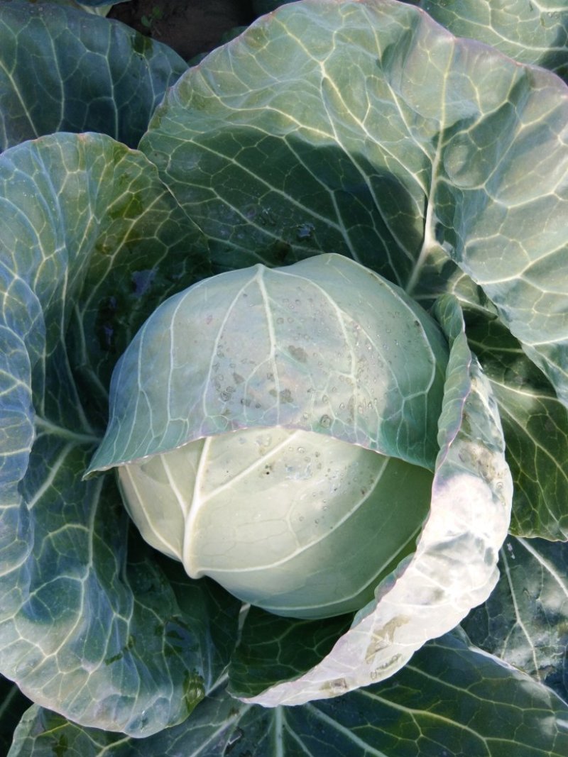 铁头圆白菜