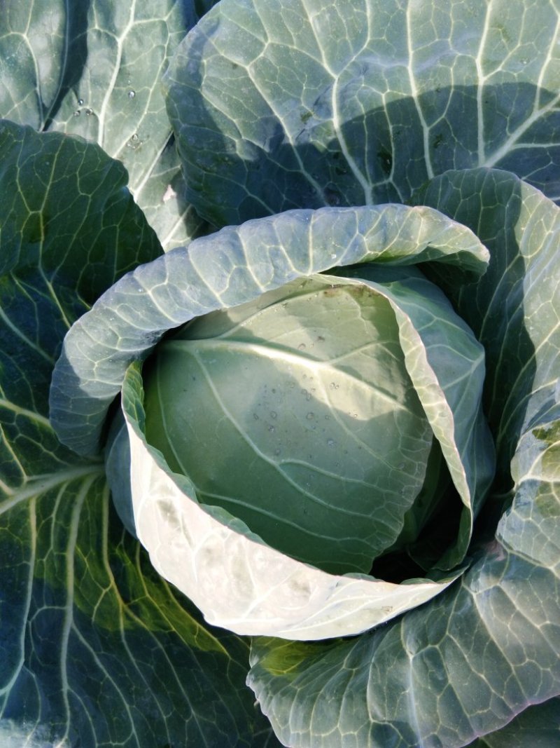 铁头圆白菜