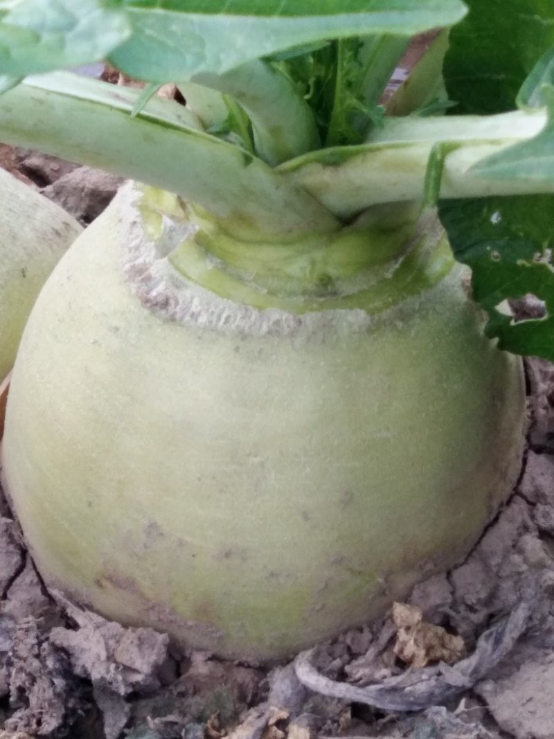 铁头圆白菜