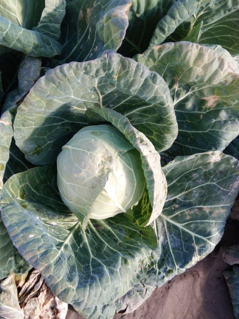 铁头圆白菜