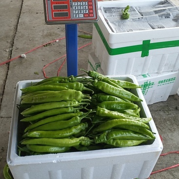 我市场蔬菜大量上市