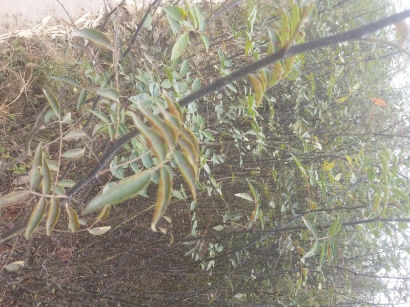大红袍花椒苗两年苗供应另有小苗规格齐全成活率高