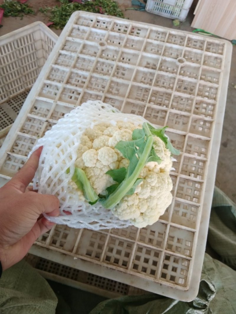 白面青梗松花菜2~3斤散花乳白产地直供