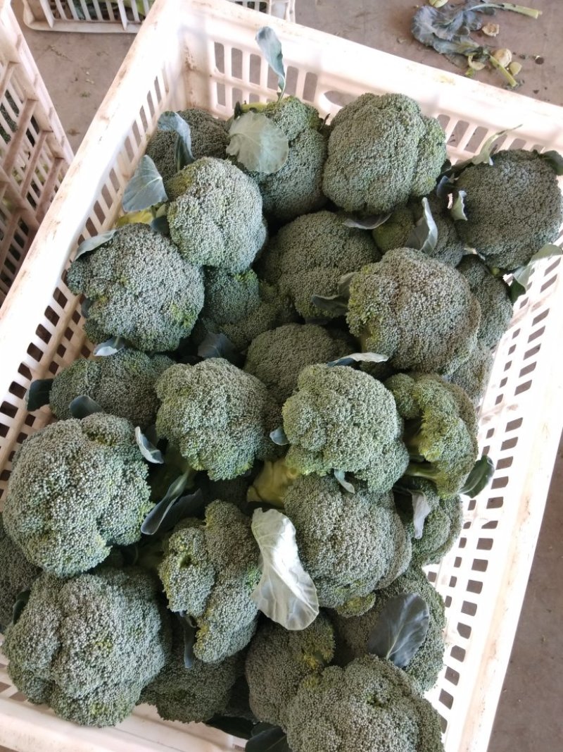 秋季西兰花耐寒**产地直供货源充足