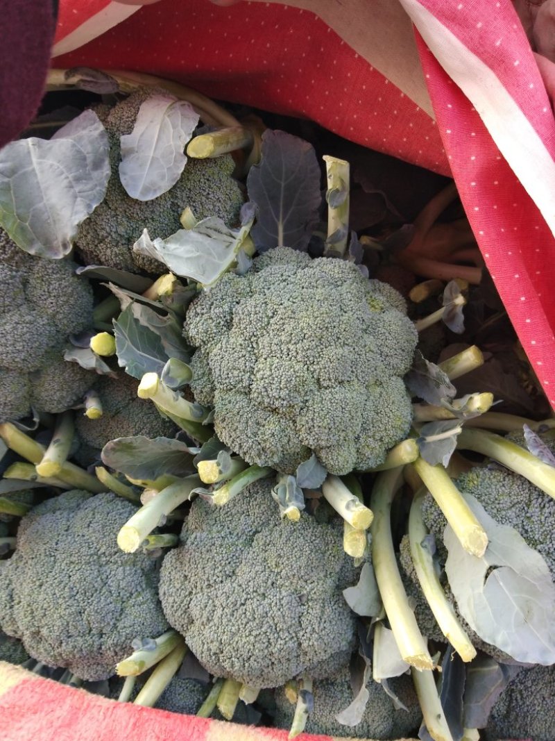 秋季西兰花耐寒**产地直供货源充足
