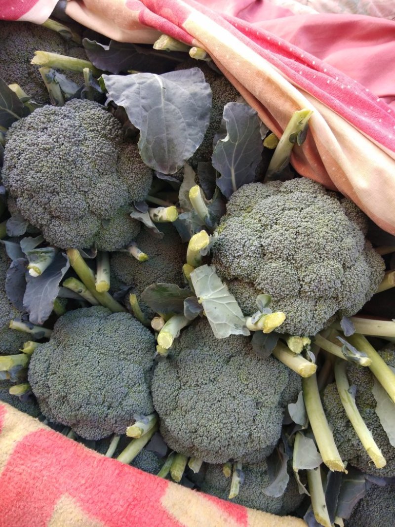 秋季西兰花耐寒**产地直供货源充足