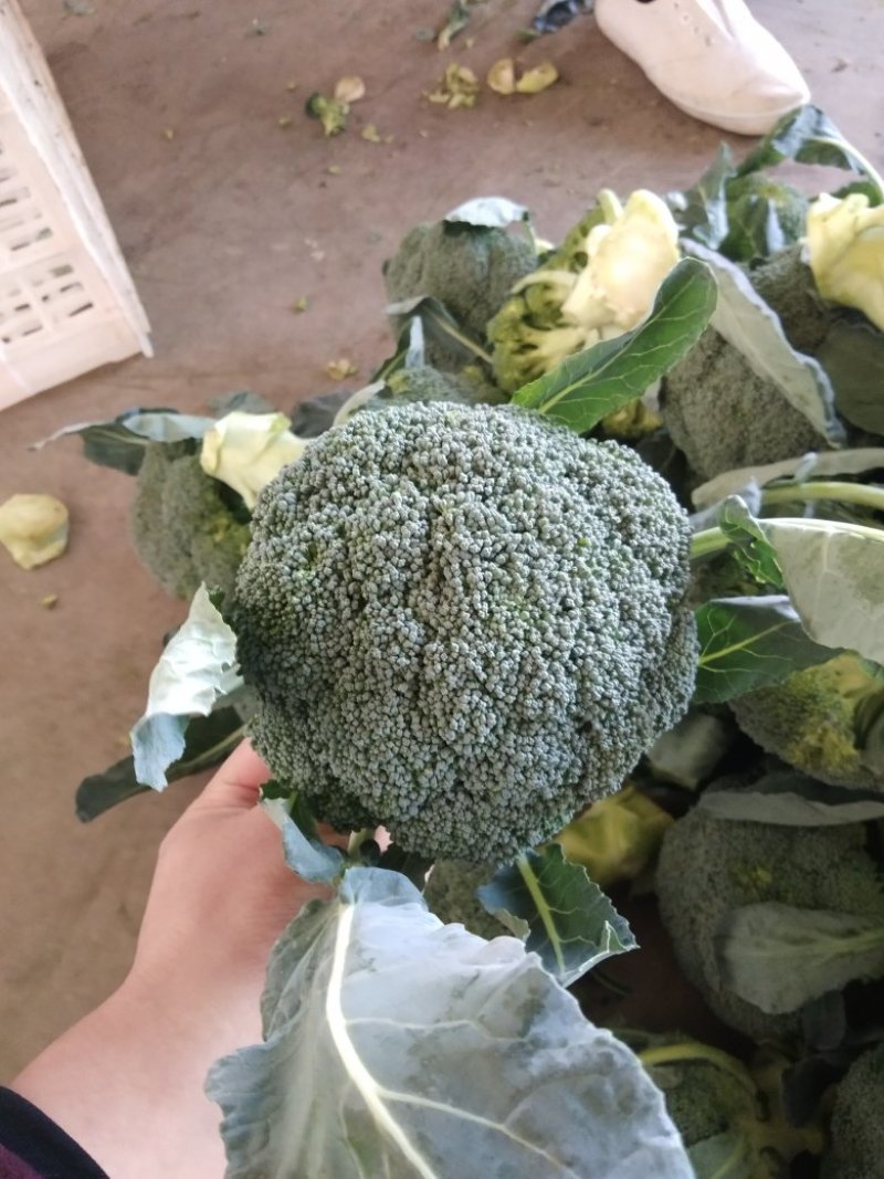 秋季西兰花耐寒**产地直供货源充足