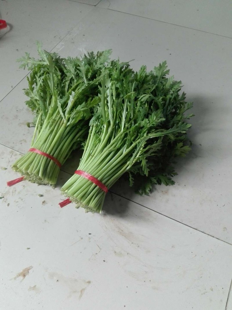 光杆茼蒿即将上市