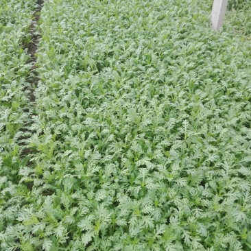 光杆茼蒿即将上市