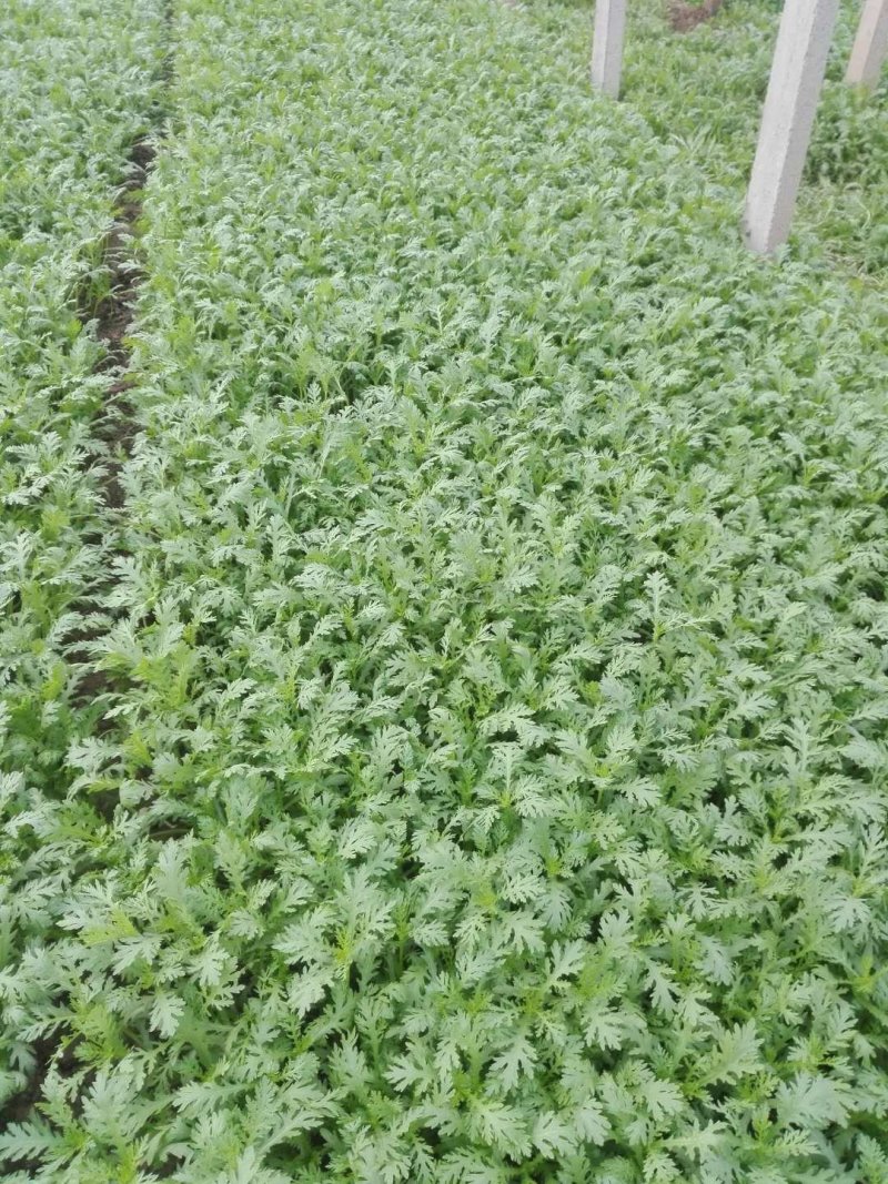 光杆茼蒿即将上市