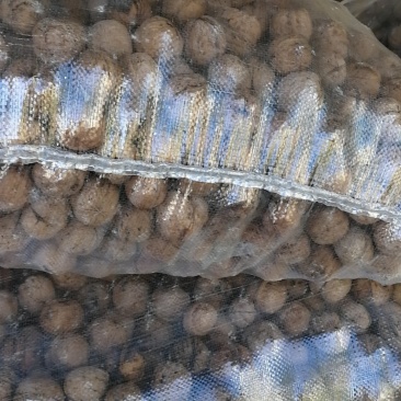 绵核桃