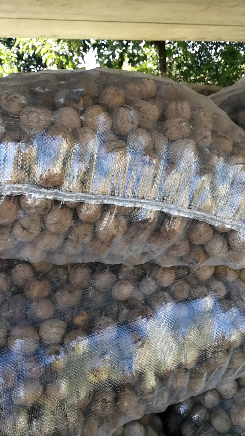 绵核桃